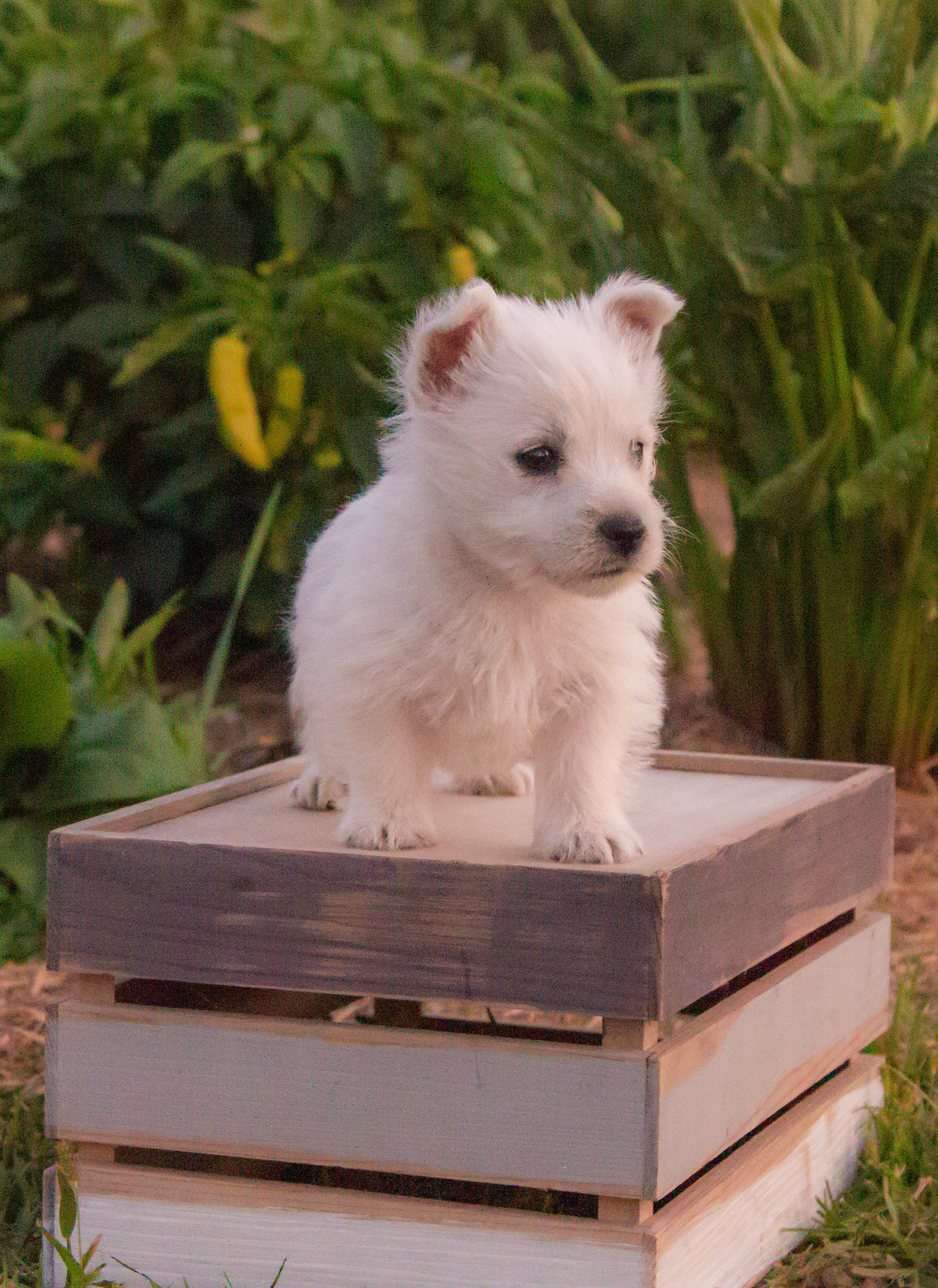 puppy, for, sale, West Highland White Terrier, Amos B. King, dog, breeder, Romney, WV, dog-breeder, puppy-for-sale, forsale, nearby, find, puppyfind, locator, puppylocator, aca